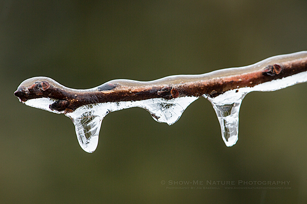 Ice-covered tree branch