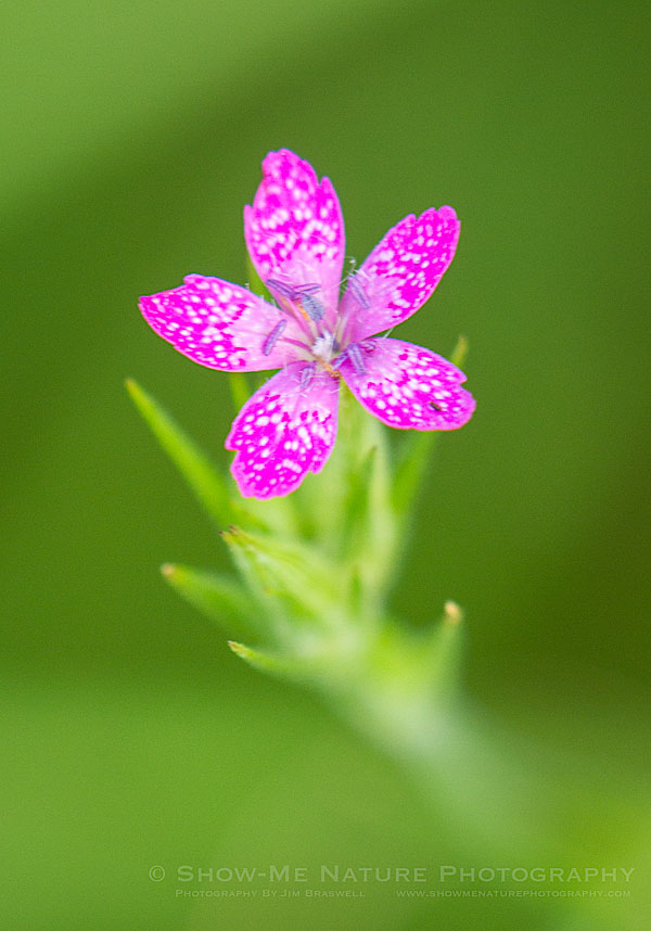 Deptford Pink Wildflowers