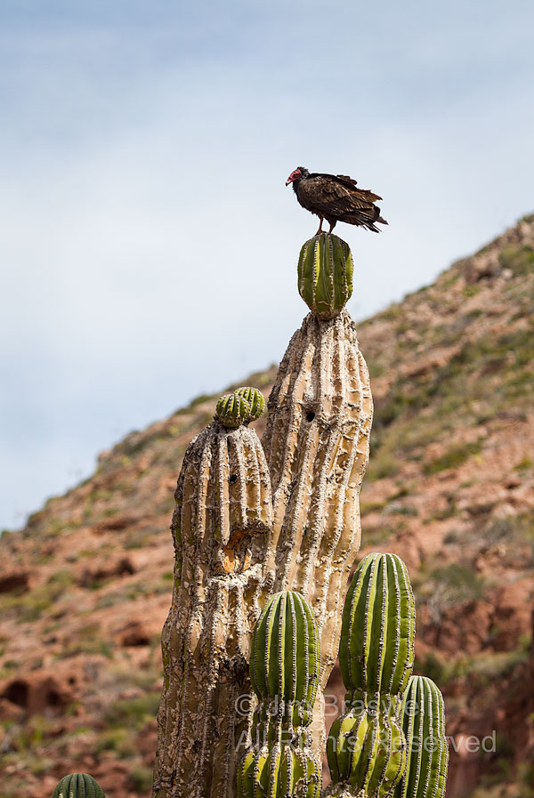 A Turkey Vulture sitting on a cactus