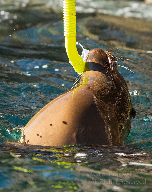 Juvenile California Sea Lion with snorkel