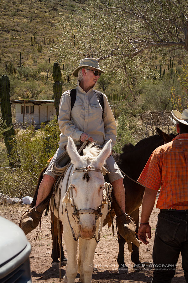 Riding a Mule to see the cave paintings