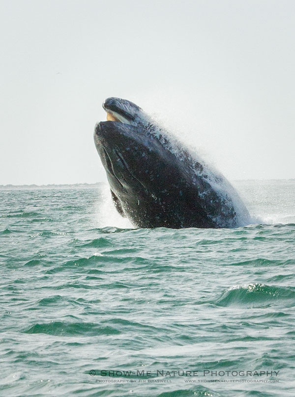 Gray Whale breaching
