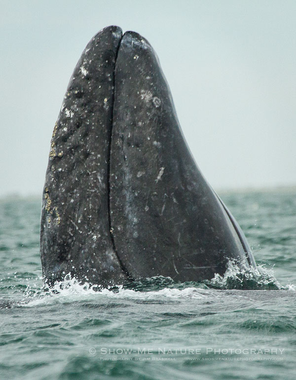 Gray Whale spyhopping