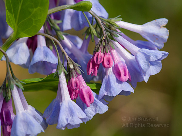 Bluebell wildflowers in bloom