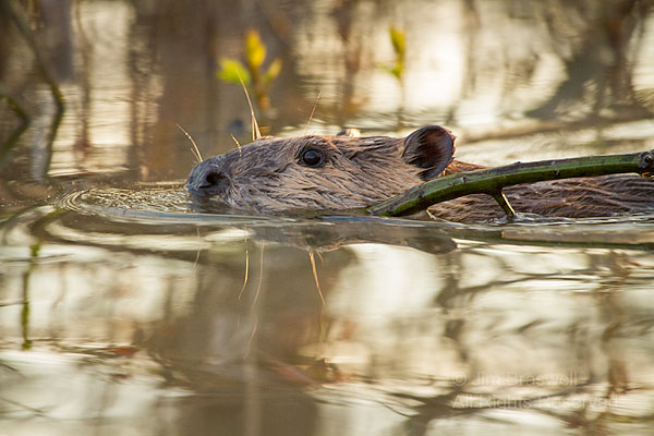 Juvenile American Beaver carrying a tree sprout back to the lodge