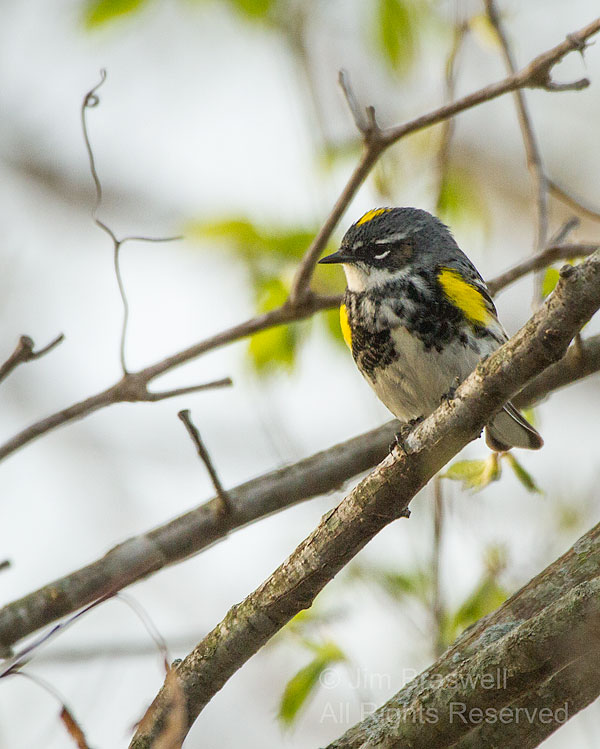 Yellow-rumped Warbler