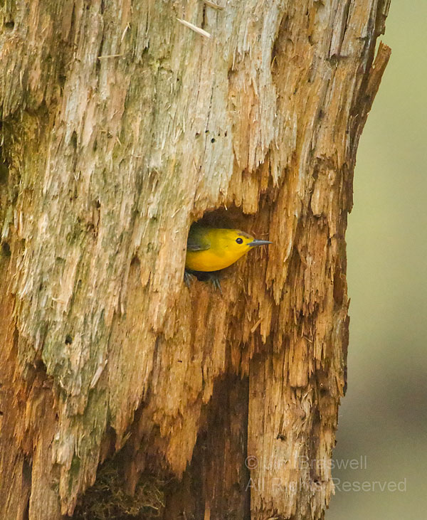 Prothonotary Warbler female, peering from her nest cavity