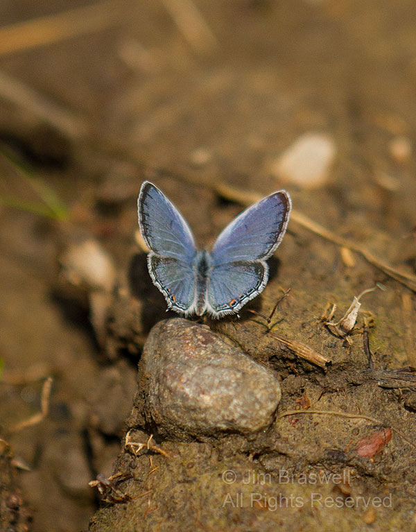 Eastern Tailed Blue butterfly