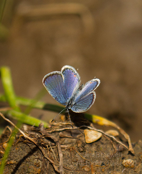 Eastern Tailed Blue butterfly