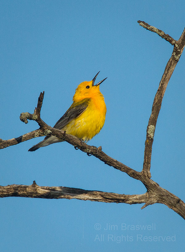 Prothonotary Warbler singing after eating insect