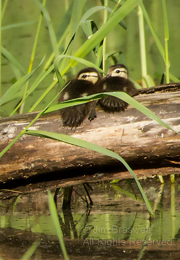 Closeup of a pair of very young Wood Duck ducklings