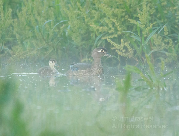 Wood Duck hen and duckling, in the fog