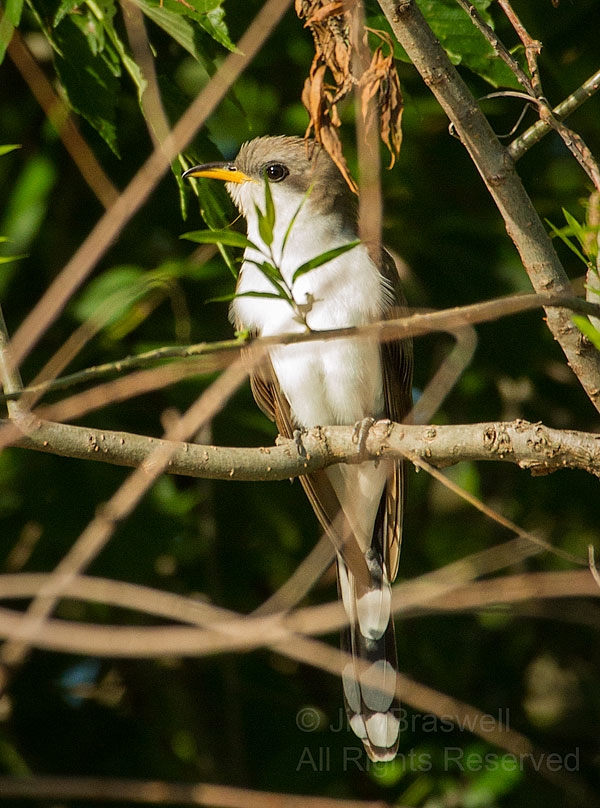 Yellow-billed Cuckoo