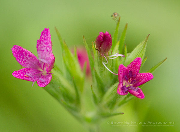 Deptford Pink Wildflowers