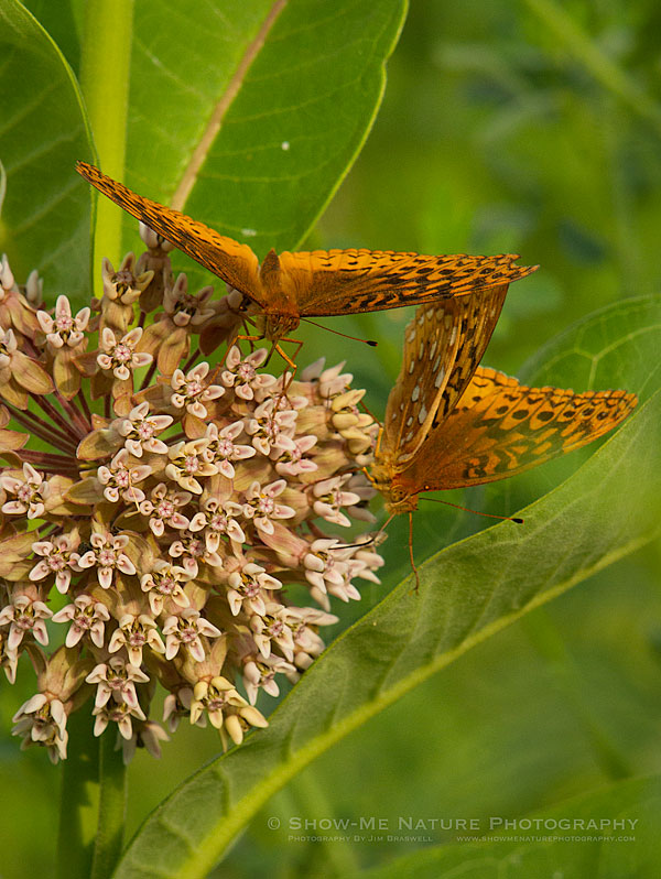 Great Spangled Fritillary butterflies on Common Milkweed wildflower