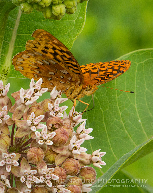 Great Spangled Fritillary butterfly on Common Milkweed wildflower