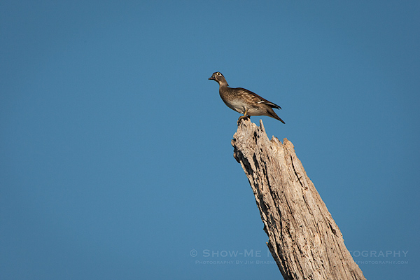 Wood Duck hen sitting at the top of a dead tree