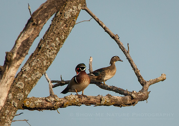 Wood Duck pair in tree