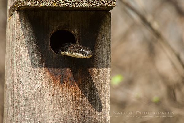 Black Rat Snake (black snake) in a Bluebird house