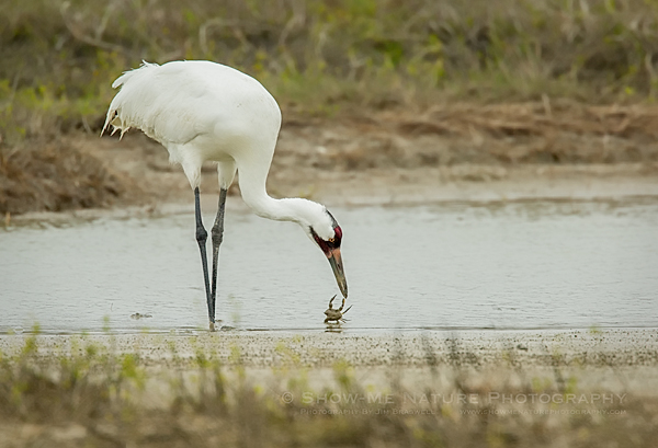 Whooping Crane and Blue Crab standoff