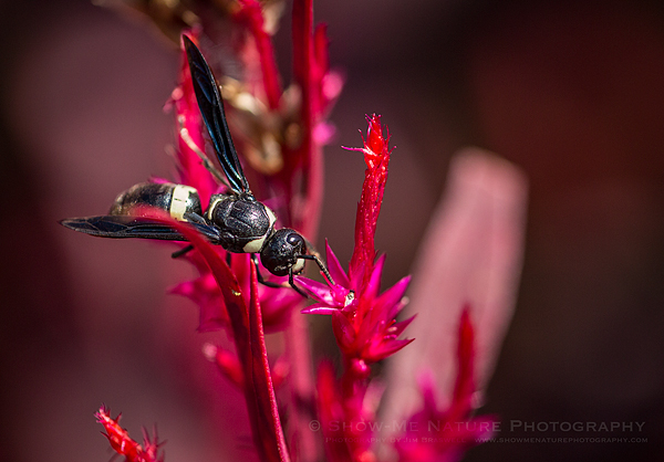 Unidentified Wasp on Celosia flower