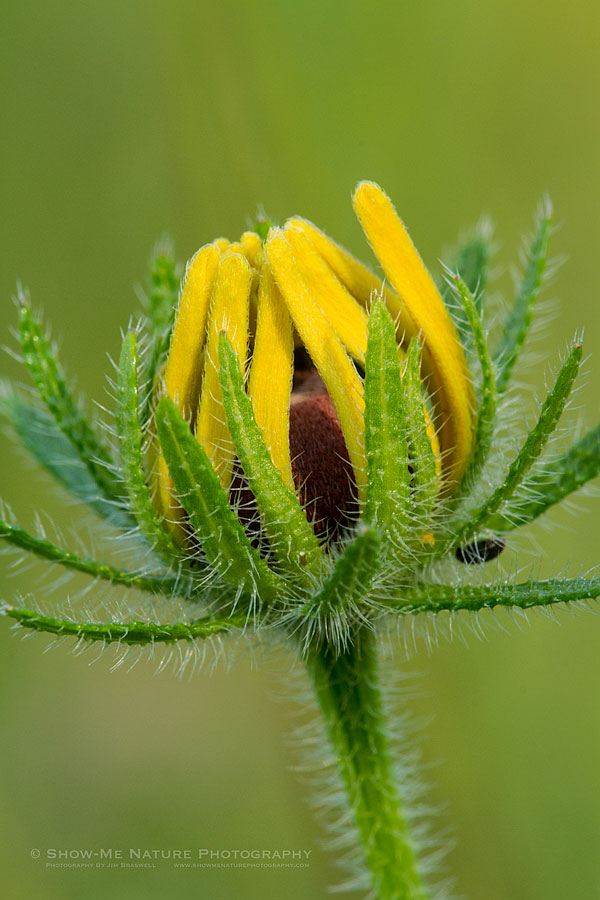 Sunflower emerging