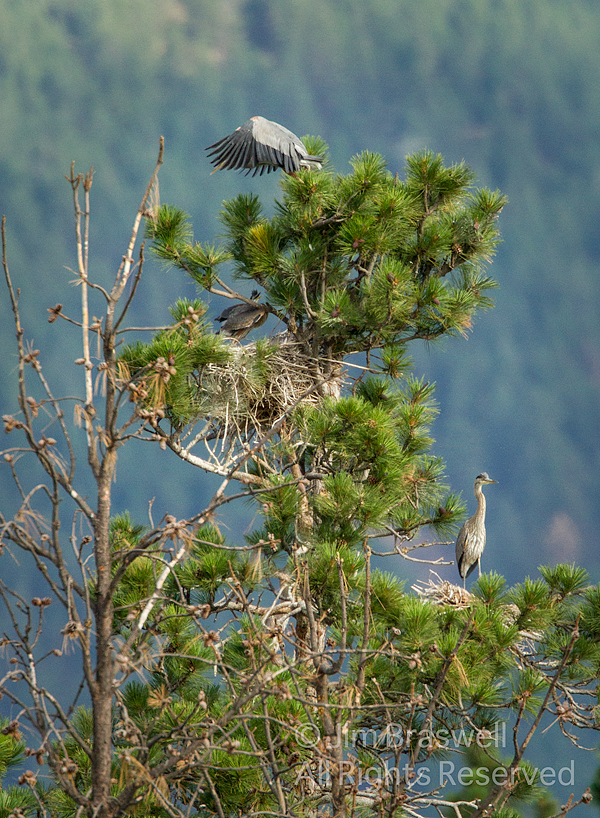 Great Blue Heron Rookery at Lee Metcalf NWR in SW Montana
