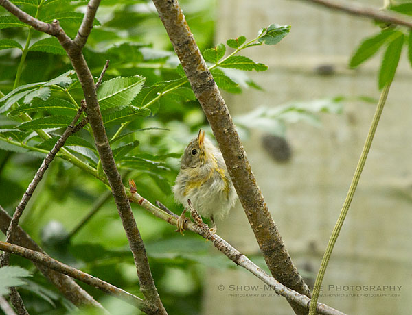 Yellow Warbler fledgling