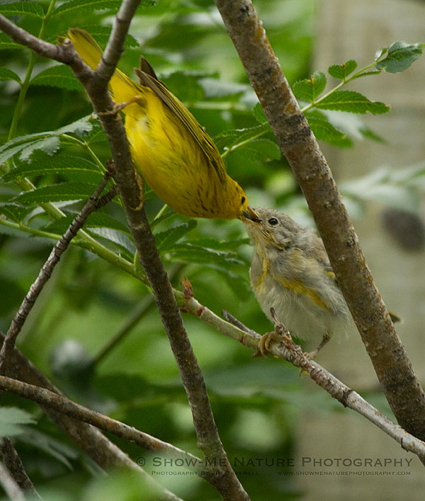 Yellow Warbler adult feeding fledgling