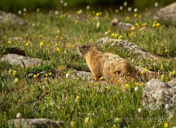 Yellow-bellied Marmot in wildflowers