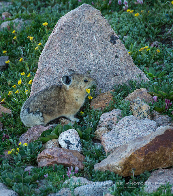 Pika with wildflowers in his mouth