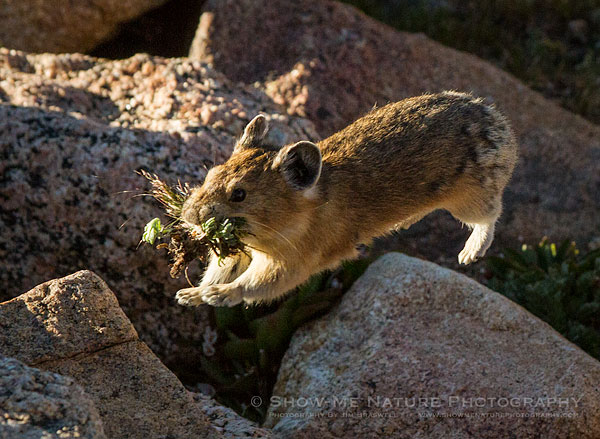 Pika running back to den with wildflowers in his mouth