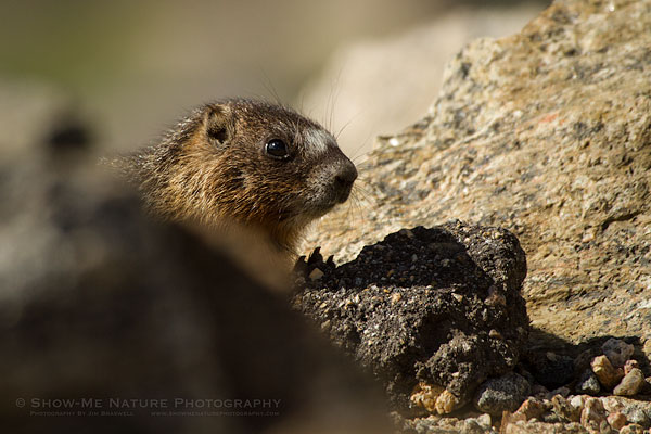 Young Yellow-bellied Marmot watching me from behind a rock