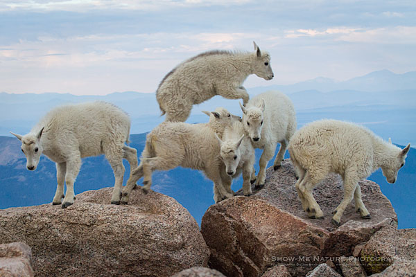 Mountain Goat kids at play