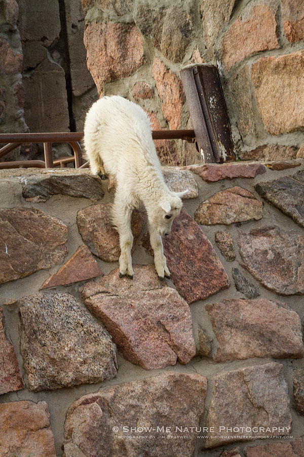 Mountain Goat kid working at descending a near-vertical wall of some old ruins