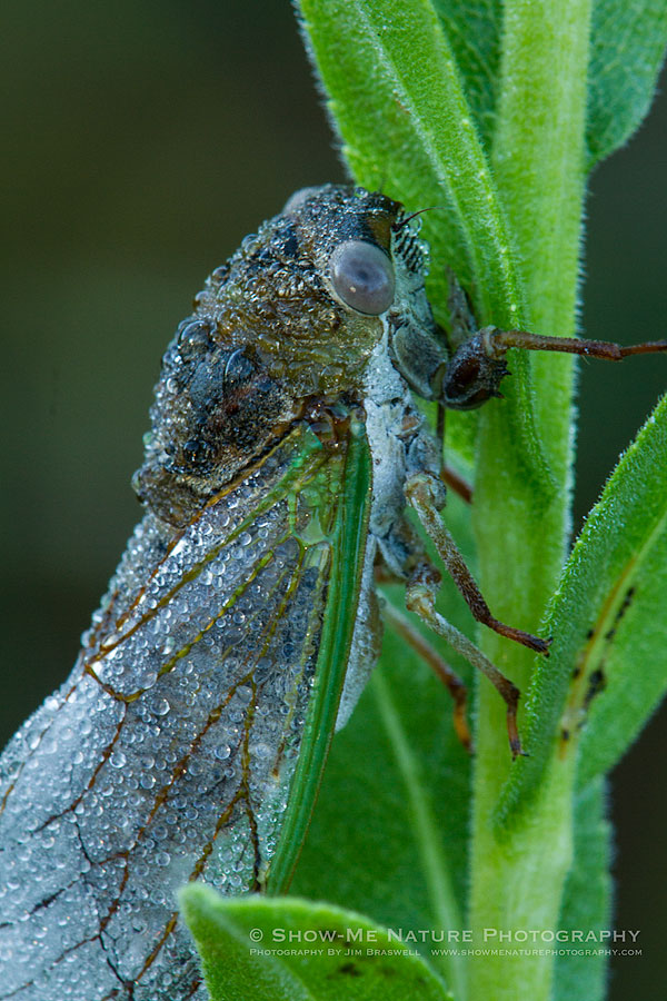 Dew-covered Cicada