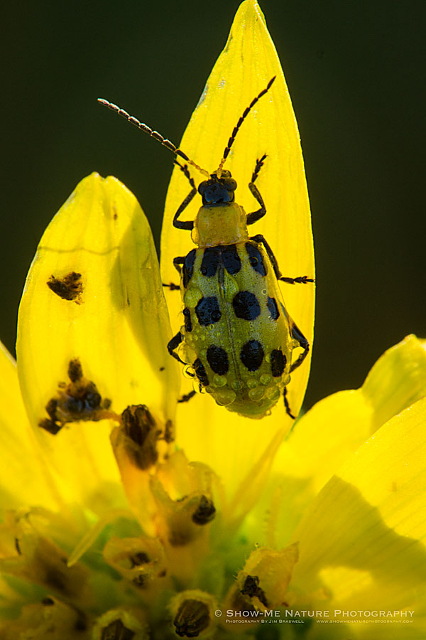 Spotted Cucumber Beetle on wildflower
