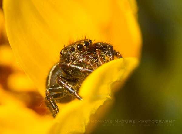 White-spotted Jumping Spider on a wildflower bloom