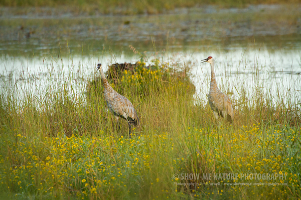 Juvenile Sandhill Cranes
