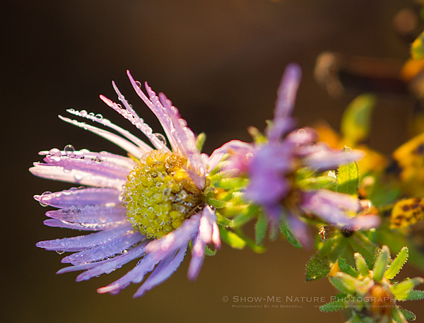 Aster thawing from the frost