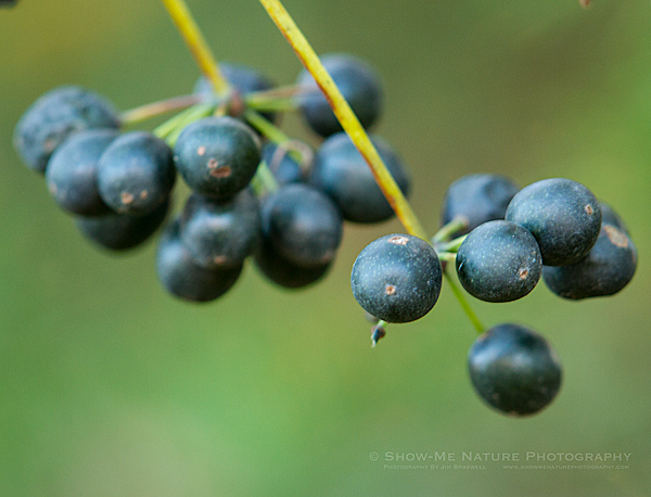 fall berries on a woodland plant