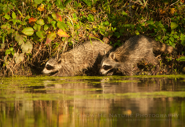 Juvenile Raccoons foraging for food