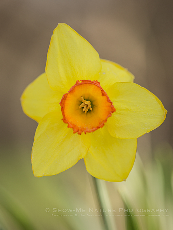 Daffodil in bloom