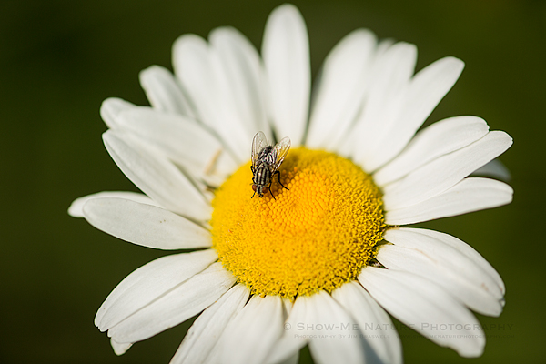 Fly on Ox-eye Daisy wildflower