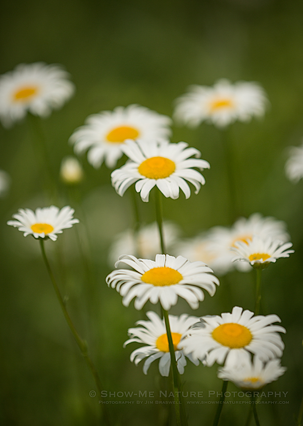 Ox-Eye Daisy wildflowers