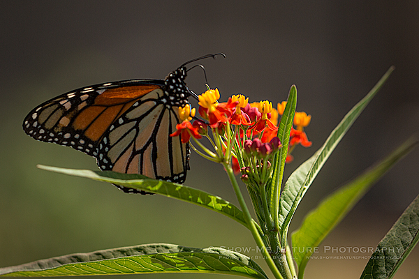Monarch butterfly on a Tropical Milkweed
