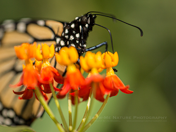 Monarch butterfly on Tropical Milkweed
