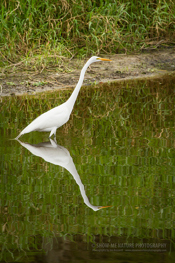 Great Egret and reflection in the Myakka River