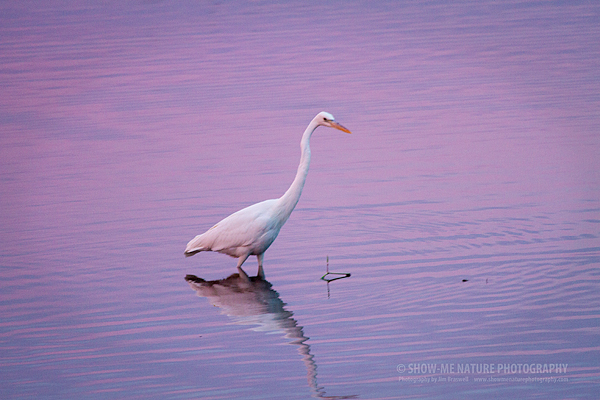 Great Egret and reflection in the Myakka River, with reflected sunset colors