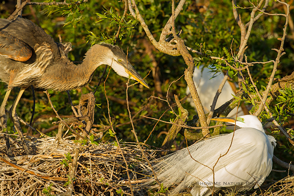 Great Blue Heron chick and Great Egret